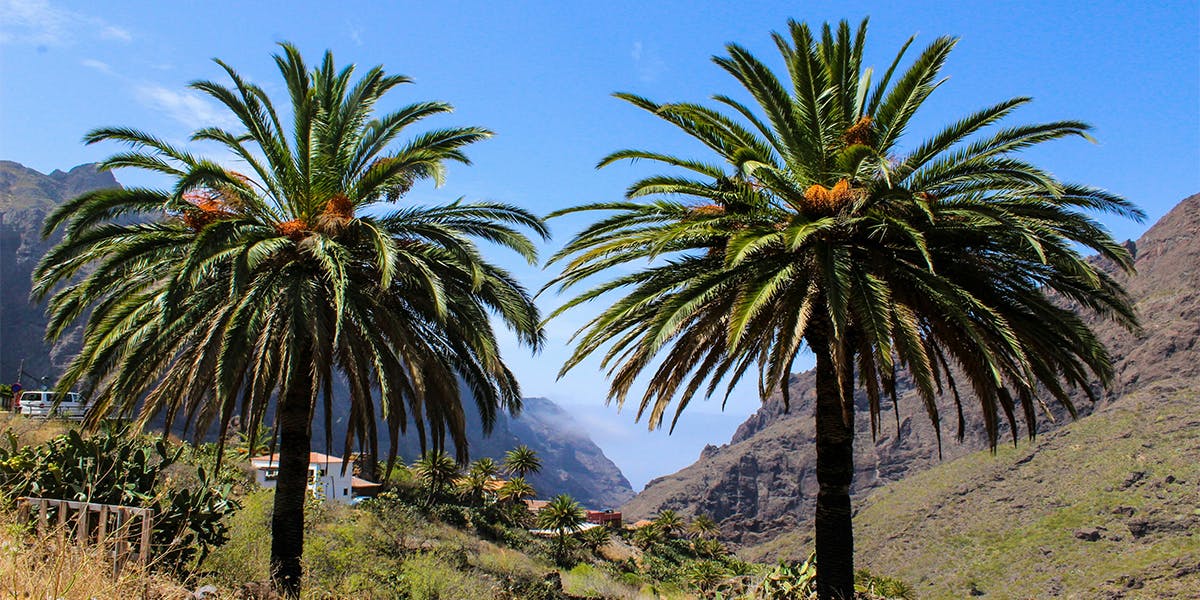Alquiler de coches Tenerife